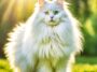 angora turco