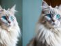 gato de ojos azules de pelo largo