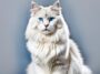 gato siberiano