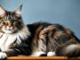 maine coon