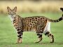 serengeti