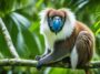 seychellois de pelo largo