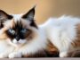 snowshoe de pelo largo