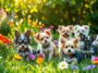 Razas de perros pequeños